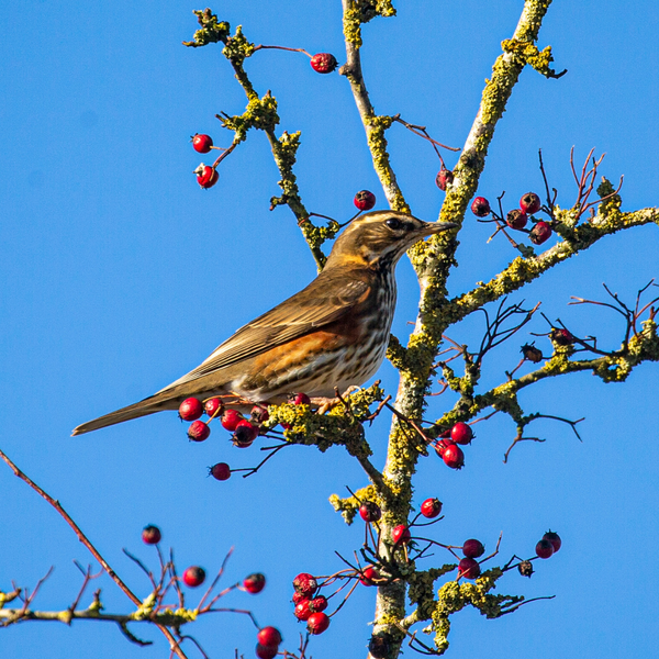 Vogels spotten