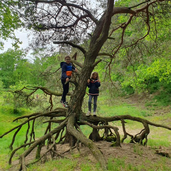 Van Boom tot Bos wandelroute